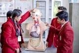 Students examining a human anatomy model